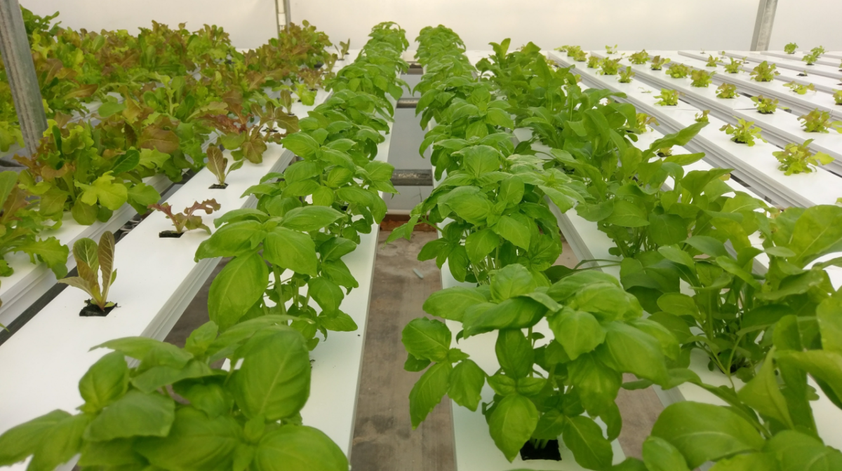 What Are The Best Hydroponics Systems For Beginners?